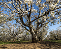 Orchard Blossom 49